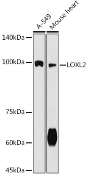 Western blot analysis of extracts of various cell lines using LOXL2 Polyclonal Antibody at 1:500 dilution.