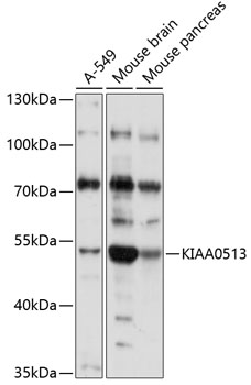 Western blot analysis of extracts of various cell lines using KIAA0513 Polyclonal Antibody at 1:1000 dilution.