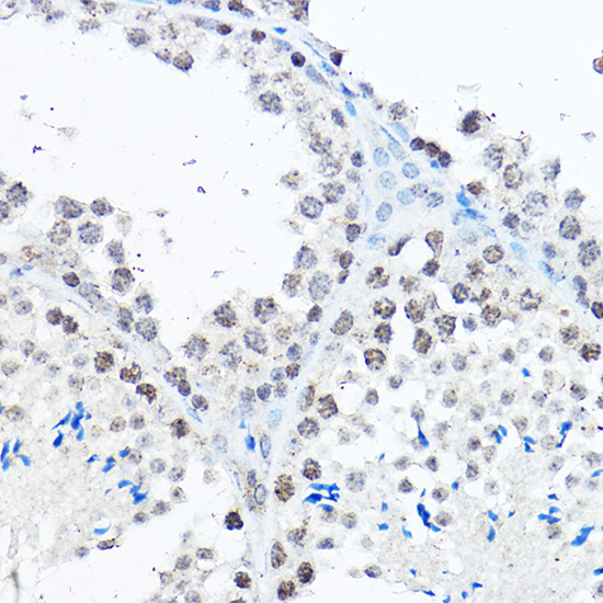 Immunohistochemistry of paraffin-embedded mouse testis using SP1 Polyclonal Antibody at dilution of 1:50 (40x lens).Perform high pressure antigen retrieval with 10 mM citrate buffer pH 6.0 before commencing with IHC staining protocol.