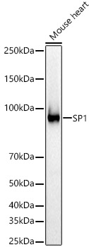 Western blot analysis of Mouse heart using SP1 Polyclonal Antibody at 1:600 dilution.