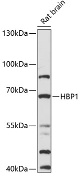 Western blot analysis of extracts of rat brain using HBP1 Polyclonal Antibody at 1:1000 dilution.