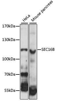 Western blot analysis of extracts of various cell lines using SEC16B Polyclonal Antibody at 1:1000 dilution.