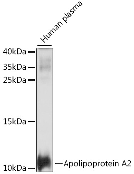 Western blot analysis of extracts of human plasma using Apolipoprotein A2 Polyclonal Antibody at 1:1000 dilution.