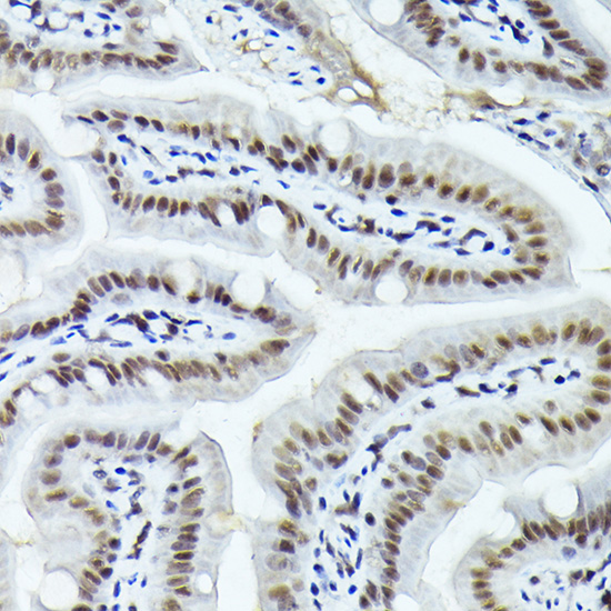 Immunohistochemistry of paraffin-embedded mouse stomach using FOSB Polyclonal Antibody at dilution of 1:100 (40x lens).Perform high pressure antigen retrieval with 10 mM citrate buffer pH 6.0 before commencing with IHC staining protocol.