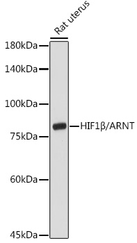 Western blot analysis of extracts of Rat uterus using HIF1β/ARNT Polyclonal Antibody at 1:3000 dilution.