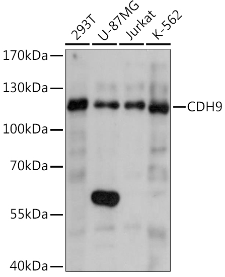 Western blot analysis of extracts of various cell lines using CDH9 Polyclonal Antibody at1:1000 dilution.