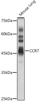 Western blot analysis of extracts of Mouse lung using CCR7 Polyclonal Antibody at 1:1000 dilution.