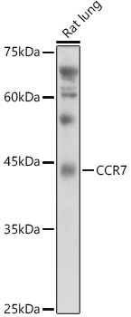 Western blot analysis of extracts of Rat lung using CCR7 Polyclonal Antibody at 1:1000 dilution.