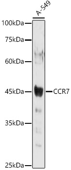 Western blot analysis of extracts of A-549 cells using CCR7 Polyclonal Antibody at 1:1000 dilution.