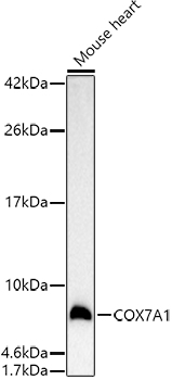 Western blot analysis of extracts of Mouse heart using COX7A1 Polyclonal Antibody at 1:500 dilution.