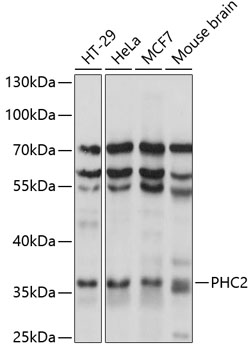 Western blot analysis of extracts of various cell lines using PHC2 Polyclonal Antibody at 1:1000 dilution.