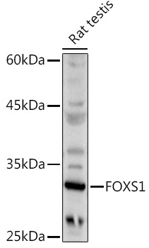 Western blot analysis of extracts of Rat testis using FOXS1 Polyclonal Antibody at 1:500 dilution.