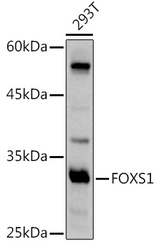 Western blot analysis of extracts of 293T cells using FOXS1 Polyclonal Antibody at 1:500 dilution.