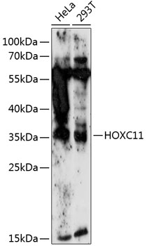 Western blot analysis of extracts of various cell lines using HOXC11 Polyclonal Antibody at 1:1000 dilution.