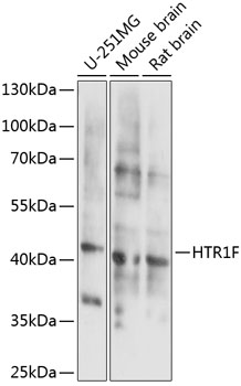 Western blot analysis of extracts of various cell lines using HTR1F Polyclonal Antibody at 1:1000 dilution.