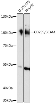 Western blot analysis of extracts of various cell lines using CD239/CD239/BCAM Polyclonal Antibody at 1:1000 dilution.