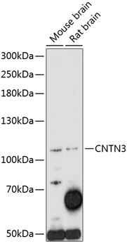 Western blot analysis of extracts of various cell lines using CNTN3 Polyclonal Antibody at 1:1000 dilution.