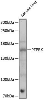 Western blot analysis of extracts of mouse liver using PTPRK Polyclonal Antibody at 1:1000 dilution.