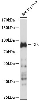 Western blot analysis of extracts of rat thymus using TXK Polyclonal Antibody at 1:1000 dilution.