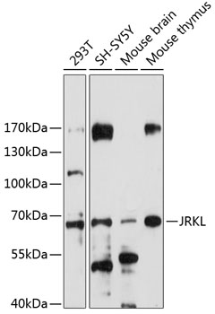 Western blot analysis of extracts of various cell lines using JRKL Polyclonal Antibody at 1:1000 dilution.