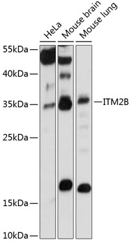 Western blot analysis of extracts of various cell lines using ITM2B Polyclonal Antibody at 1:1000 dilution.