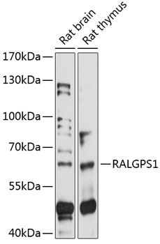 Western blot analysis of extracts of various cell lines using RALGPS1 Polyclonal Antibody at 1:1000 dilution.