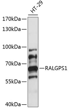 Western blot analysis of extracts of HT-29 cells using RALGPS1 Polyclonal Antibody at 1:1000 dilution.