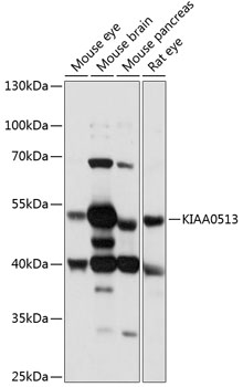 Western blot analysis of extracts of various cell lines using KIAA0513 Polyclonal Antibody at 1:1000 dilution.