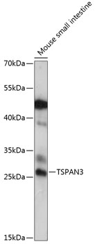 Western blot analysis of extracts of mouse small intestine using TSPAN3 Polyclonal Antibody at 1:1000 dilution.