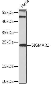 Western blot analysis of extracts of HeLa cells using SIGMAR1 Polyclonal Antibody at1:3000 dilution.