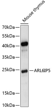 Western blot analysis of extracts of mouse thymus using ARL6IP5 Polyclonal Antibody at 1:1000 dilution.