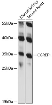 Western blot analysis of extracts of various cell lines using CGREF1 Polyclonal Antibody at 1:1000 dilution.