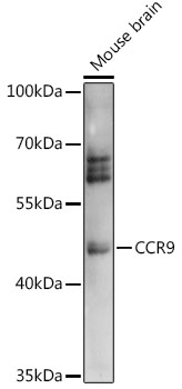 Western blot analysis of extracts of Mouse brain using CCR9 Polyclonal Antibody at 1:1000 dilution.