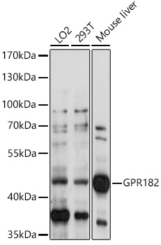 Western blot analysis of extracts of various cell lines using GPR182 Polyclonal Antibody at 1:1000 dilution.