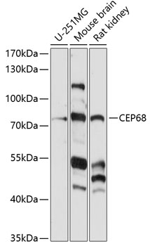 Western blot analysis of extracts of various cell lines using CEP68 Polyclonal Antibody at 1:1000 dilution.