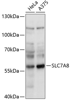 Western blot analysis of extracts of various cell lines using SLC7A8 Polyclonal Antibody at 1:1000 dilution.