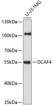 Western blot analysis of extracts of U-251MG cells using DCAF4 Polyclonal Antibody at 1:1000 dilution.