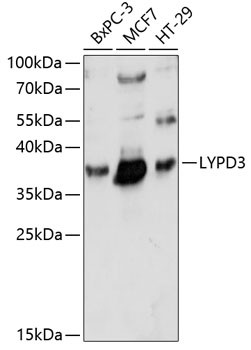 Western blot analysis of extracts of various cell lines using LYPD3 Polyclonal Antibody at 1:1000 dilution.