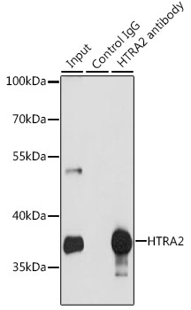 Immunoprecipitation analysis of 200ug extracts of MCF-7 cells using 3 ug HTRA2 Polyclonal Antibody.Western blot was performed from the immunoprecipitate using HTRA2 Polyclonal Antibody at a dilution of 1:1000.