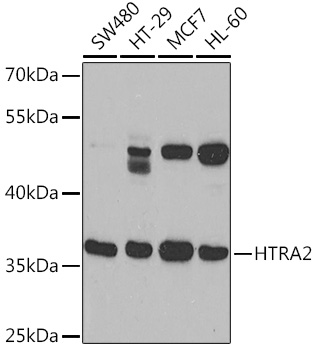 Western blot analysis of extracts of various cell lines using HTRA2 Polyclonal Antibody at1:1000 dilution.