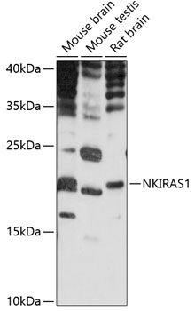 Western blot analysis of extracts of various cell lines using NKIRAS1 Polyclonal Antibody at 1:1000 dilution.