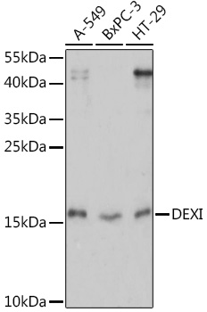 Western blot analysis of extracts of various cell lines using DEXI Polyclonal Antibody at1:1000 dilution.