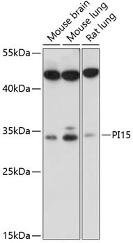 Western blot analysis of extracts of various cell lines using PI15 Polyclonal Antibody at 1:1000 dilution.