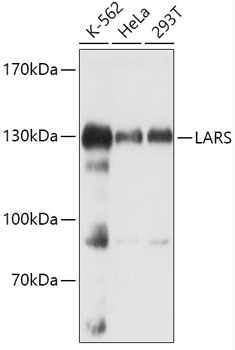 Western blot analysis of extracts of various cell lines using LARS Polyclonal Antibody at 1:1000 dilution.