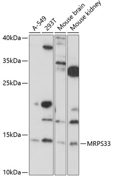 Western blot analysis of extracts of various cell lines using MRPS33 Polyclonal Antibody at 1:1000 dilution.