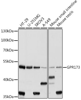 Western blot analysis of extracts of various cell lines using GPR173 Polyclonal Antibody at 1:1000 dilution.