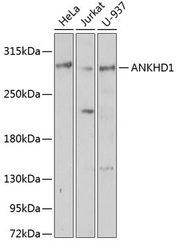 Western blot analysis of extracts of various cell lines using ANKHD1 Polyclonal Antibody at 1:1000 dilution.