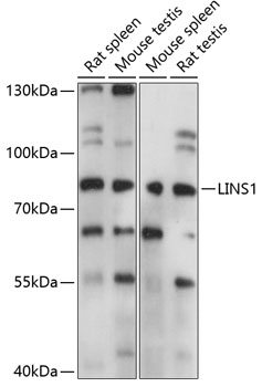 Western blot analysis of extracts of various cell lines using LINS1 Polyclonal Antibody at 1:1000 dilution.