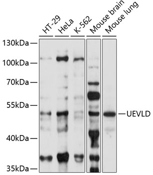 Western blot analysis of extracts of various cell lines using UEVLD Polyclonal Antibody at 1:1000 dilution.