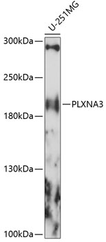 Western blot analysis of extracts of U-251MG cells using PLXNA3 Polyclonal Antibody at 1:1000 dilution.